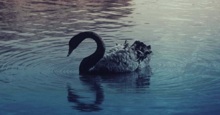Black Swans, and the power of the unknown in UX 9